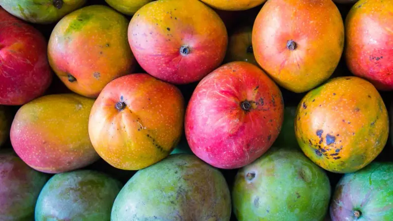 Caribbean Sunset Mango