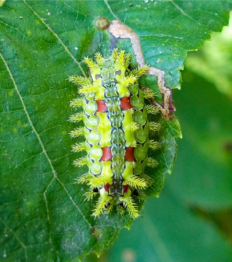 Green Oak Slug Caterpillar