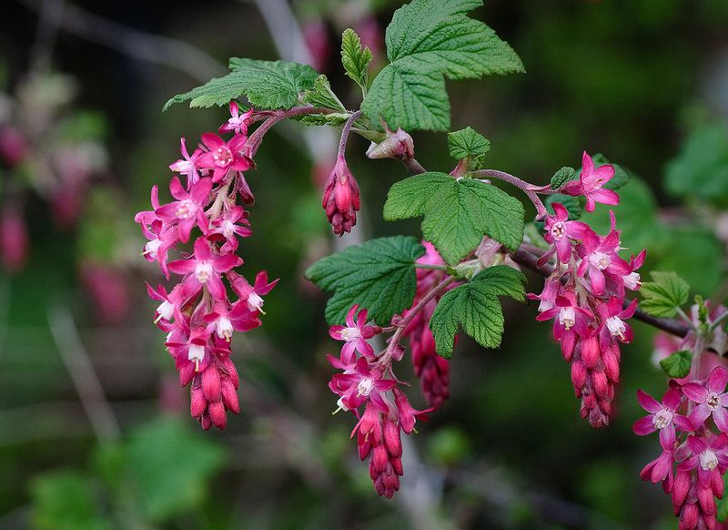 Red-flowering Currant (Ribes sanguineum)