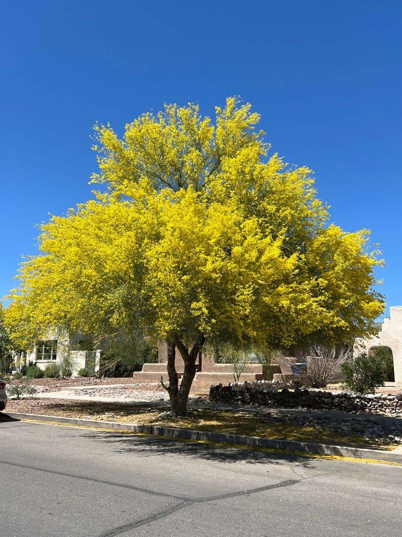 Blue Palo Verde (Parkinsonia florida)