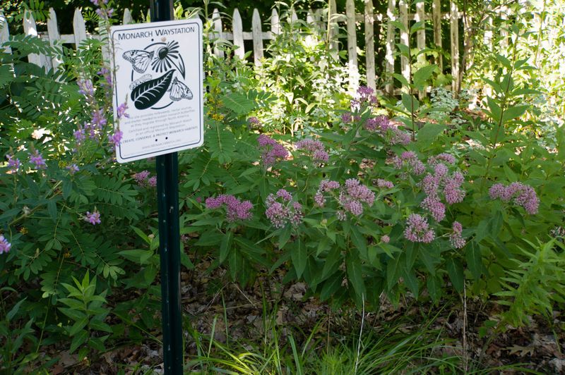 May Be Considered a Nuisance in Formal Landscapes