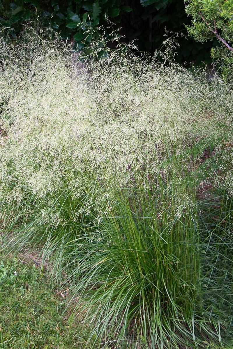 Tufted Hair Grass (Deschampsia cespitosa)