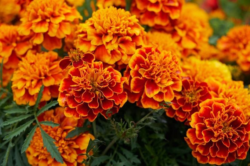Orange Marigold