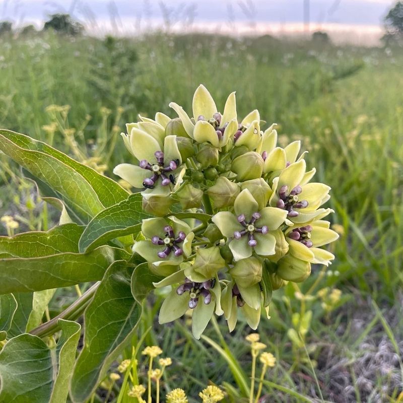 Green Milkweed