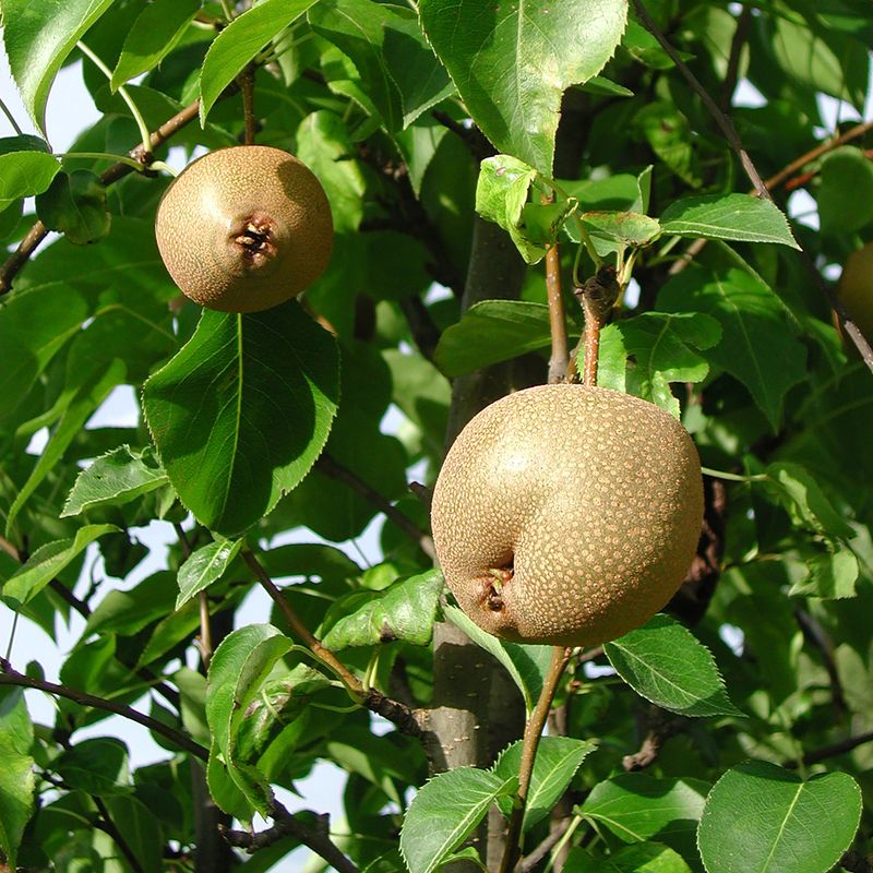 Asian Pear Tree (Pyrus pyrifolia)