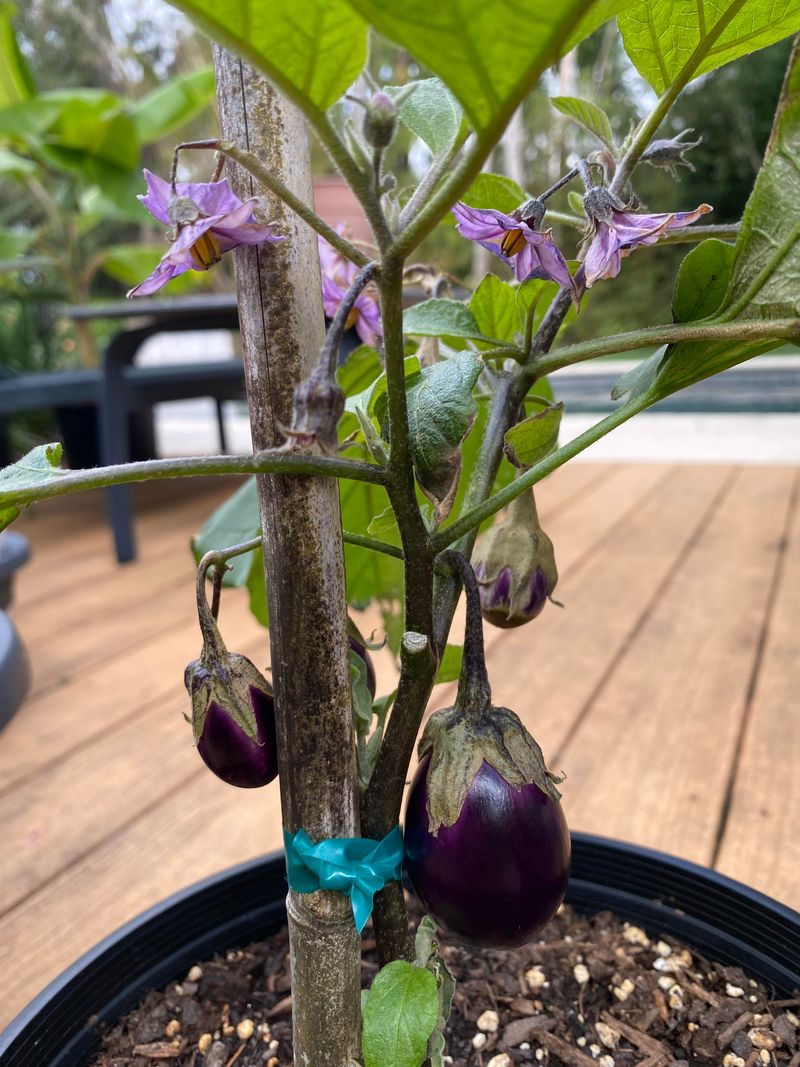 Patio Baby Eggplant