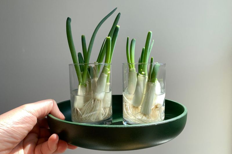Green Onions (Scallions)