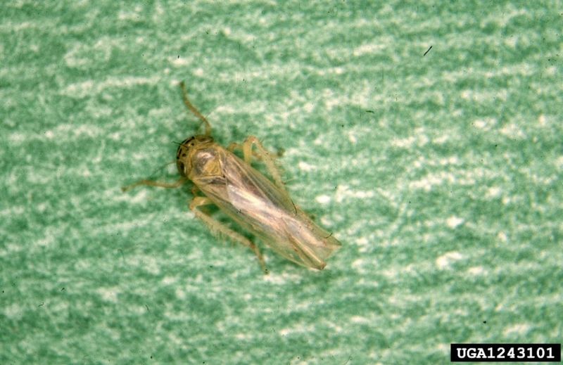 Flying Carriers Spread the Disease