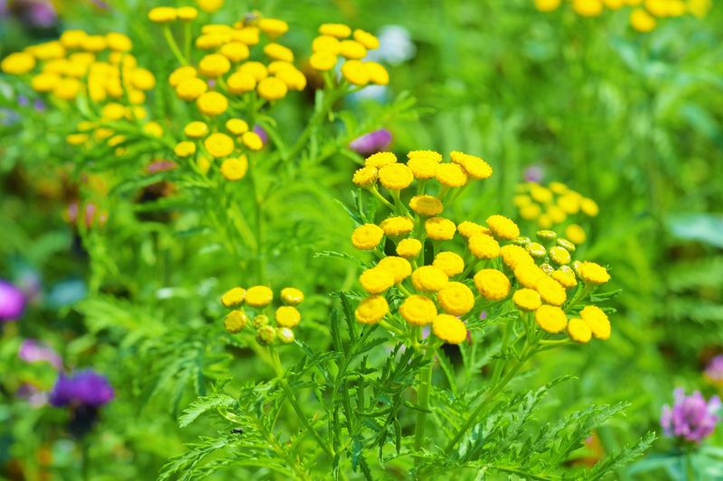 Tansy