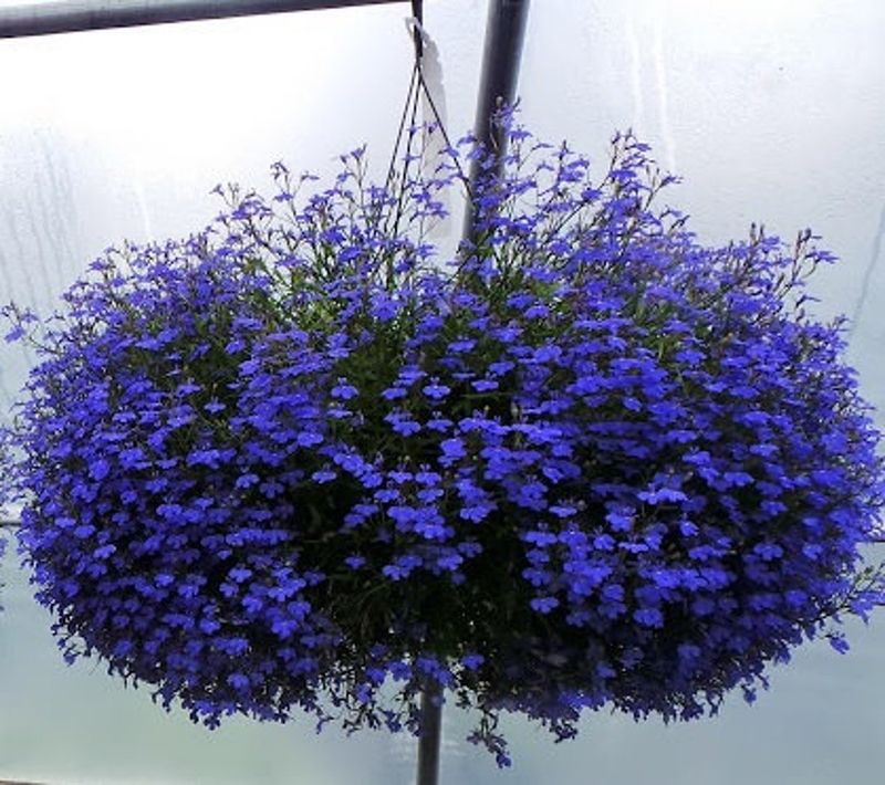 Trailing Lobelia