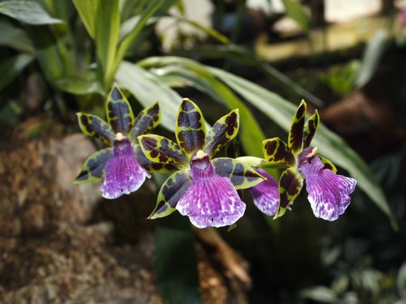 Zygopetalum Orchid