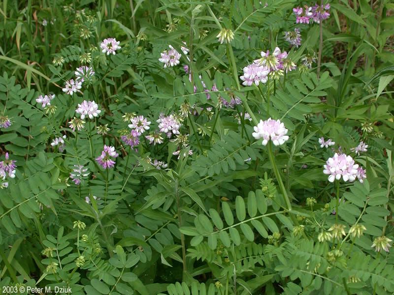 Crown Vetch (Securigera varia)