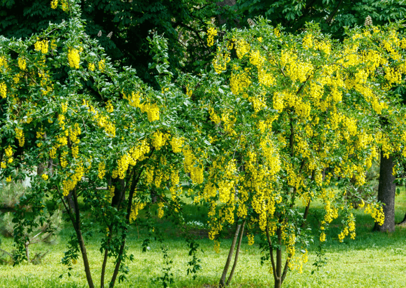 Siberian Pea Shrub (Caragana arborescens)