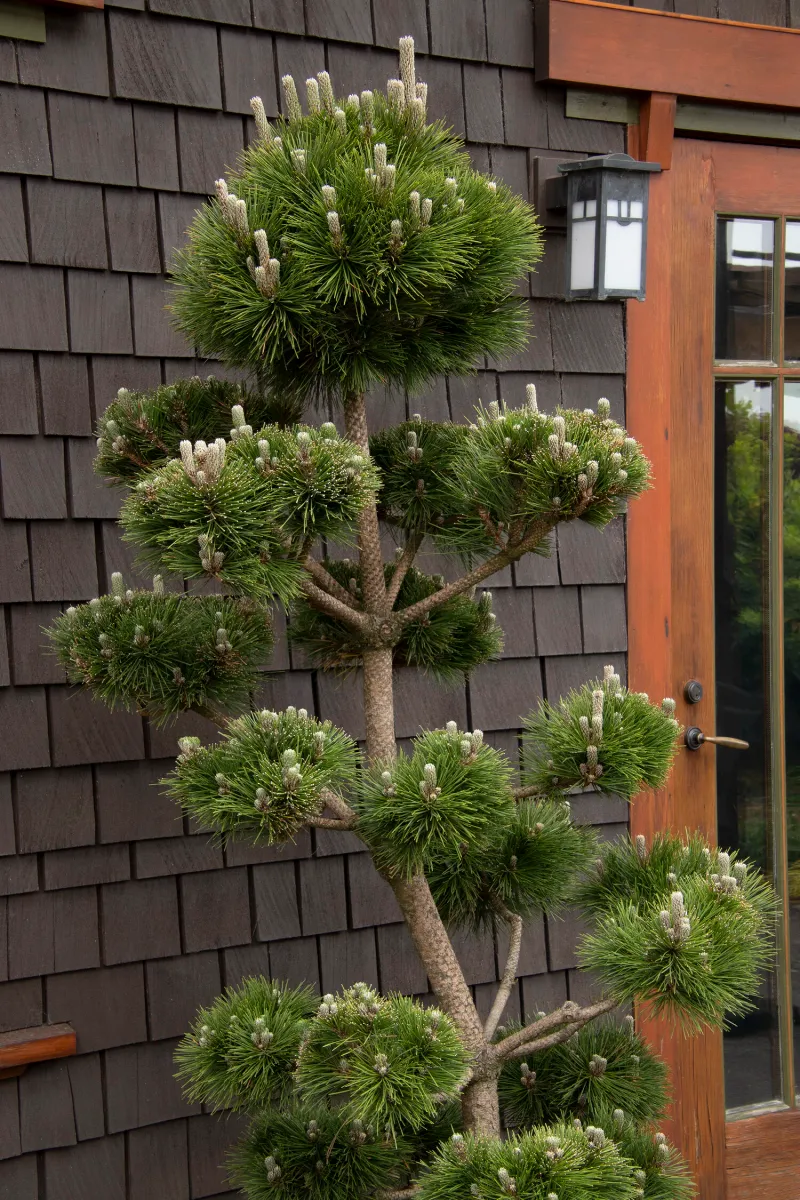 Dwarf Japanese Black Pine