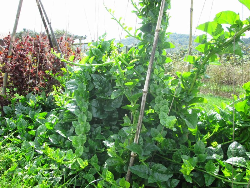 Malabar Spinach (Basella alba)