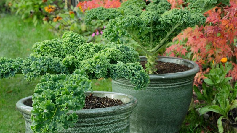 Dwarf Kale 'Little Curly'