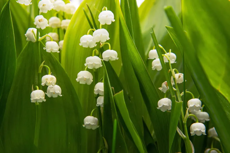 Lily of the Valley