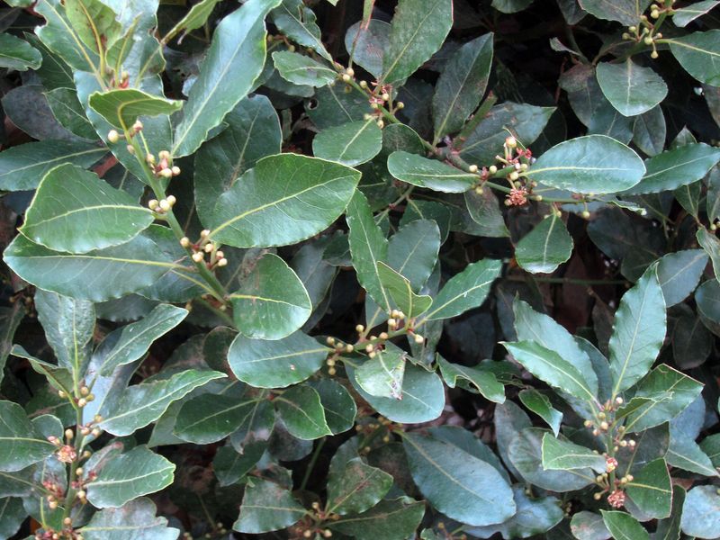 Bay Laurel