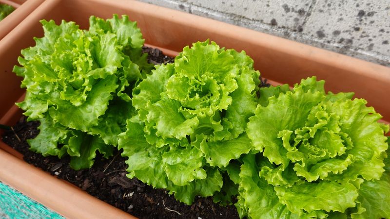 Lettuce (Heat-Tolerant Varieties)