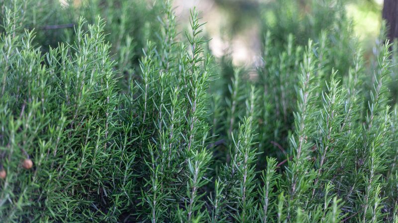 Rosemary