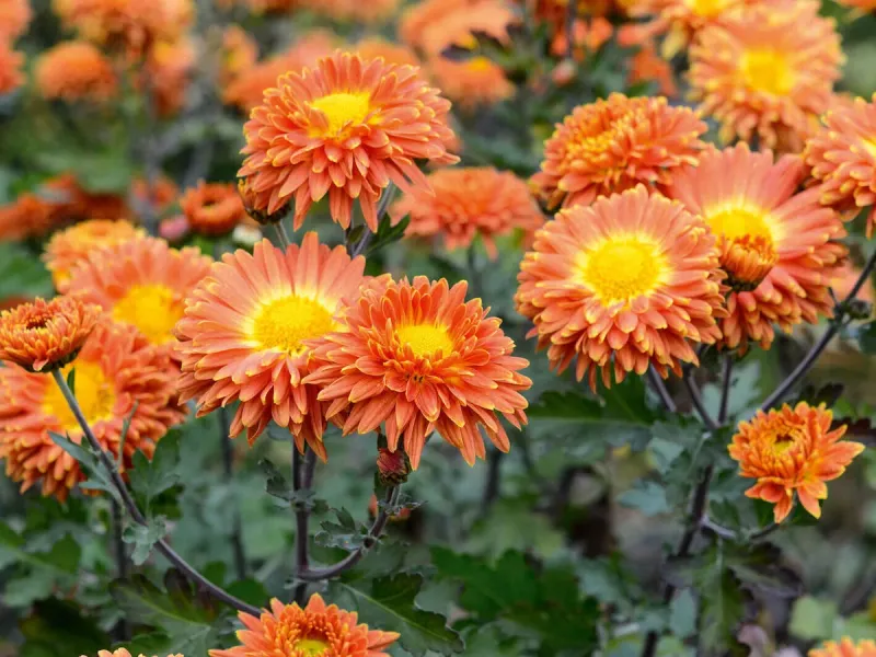 Chrysanthemum