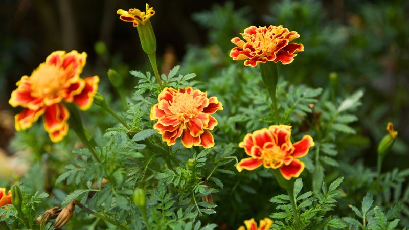 Marigold