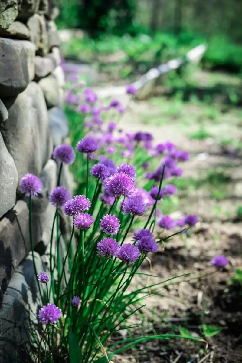 Chives