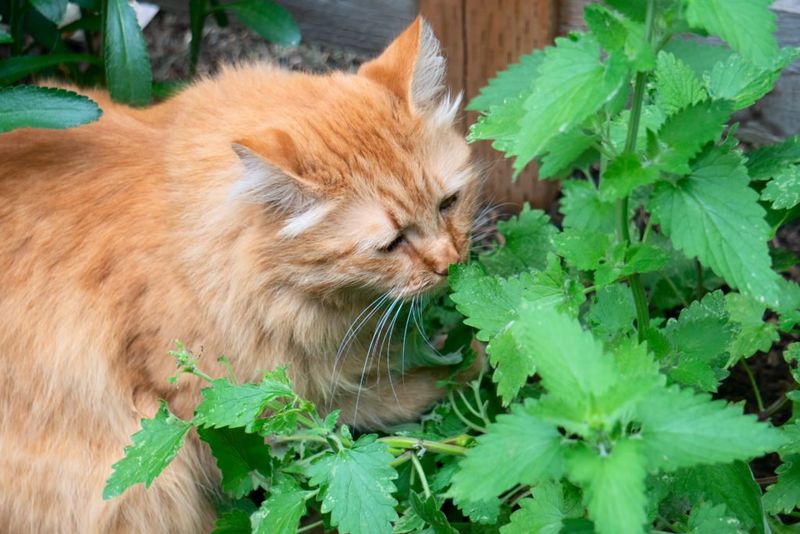 Catnip