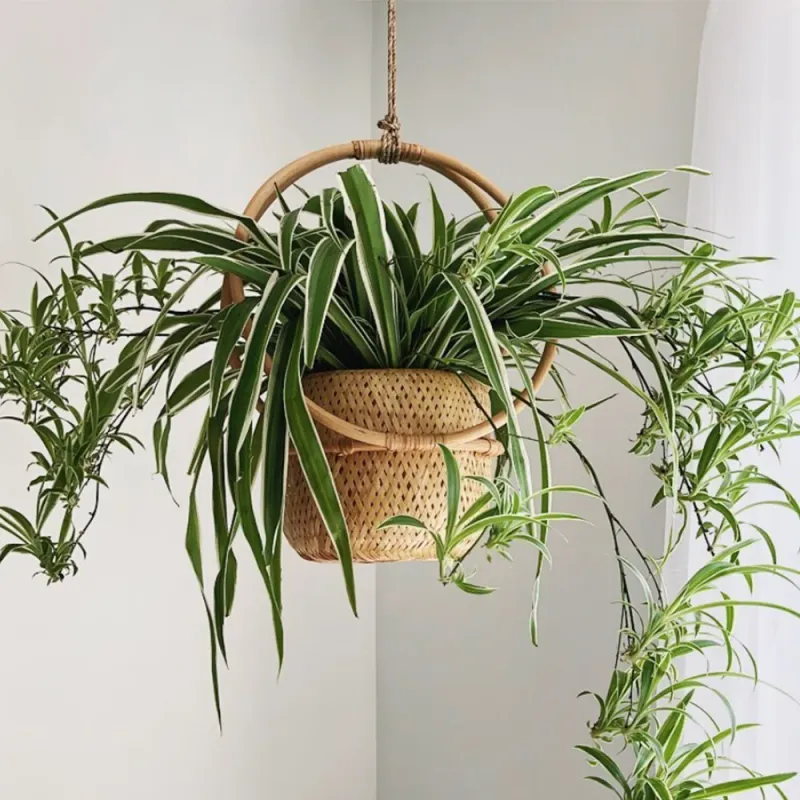 Spider Plant