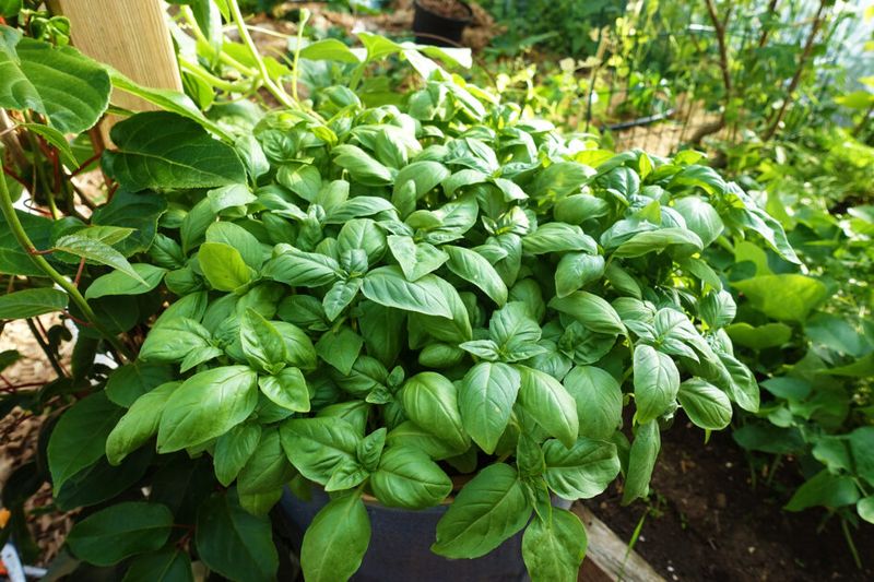 Basil