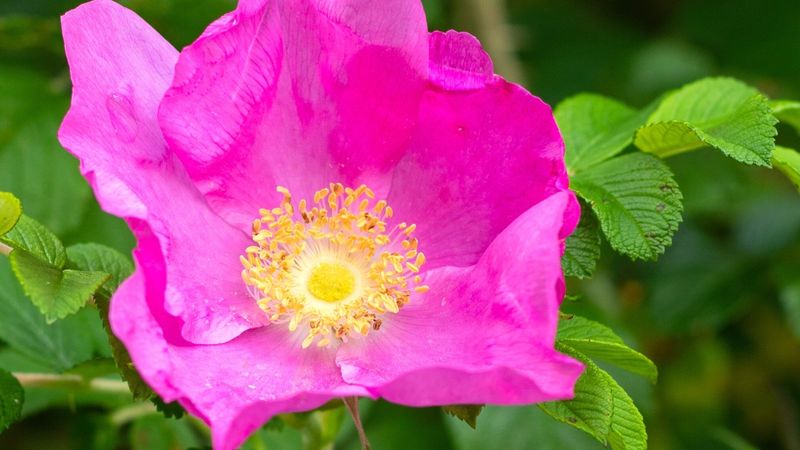 Wild Rose