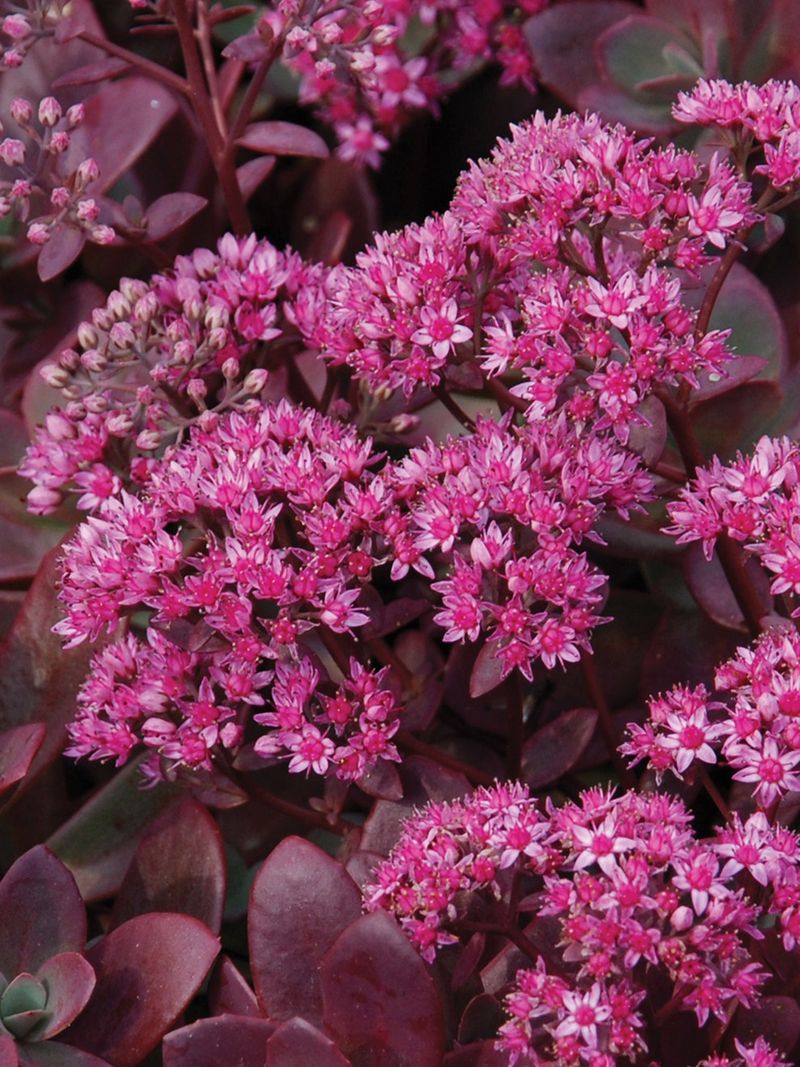 Sedum (Stonecrop)