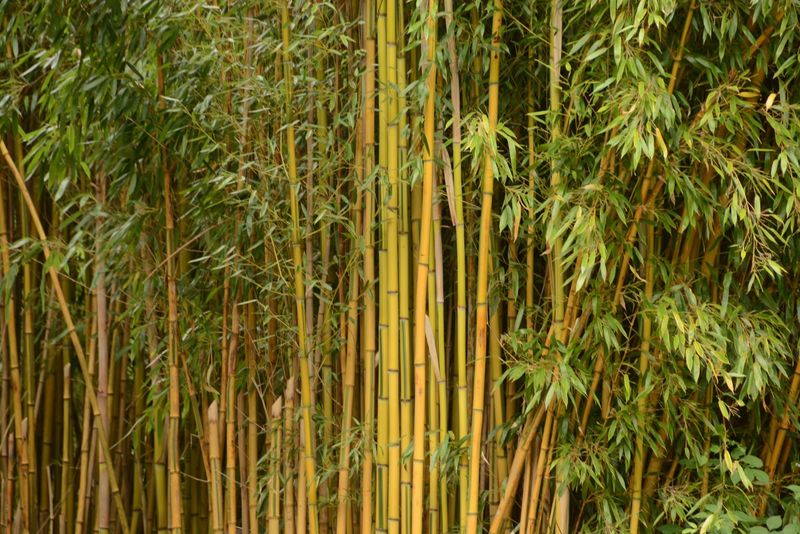 Bamboo (Bambusoideae)