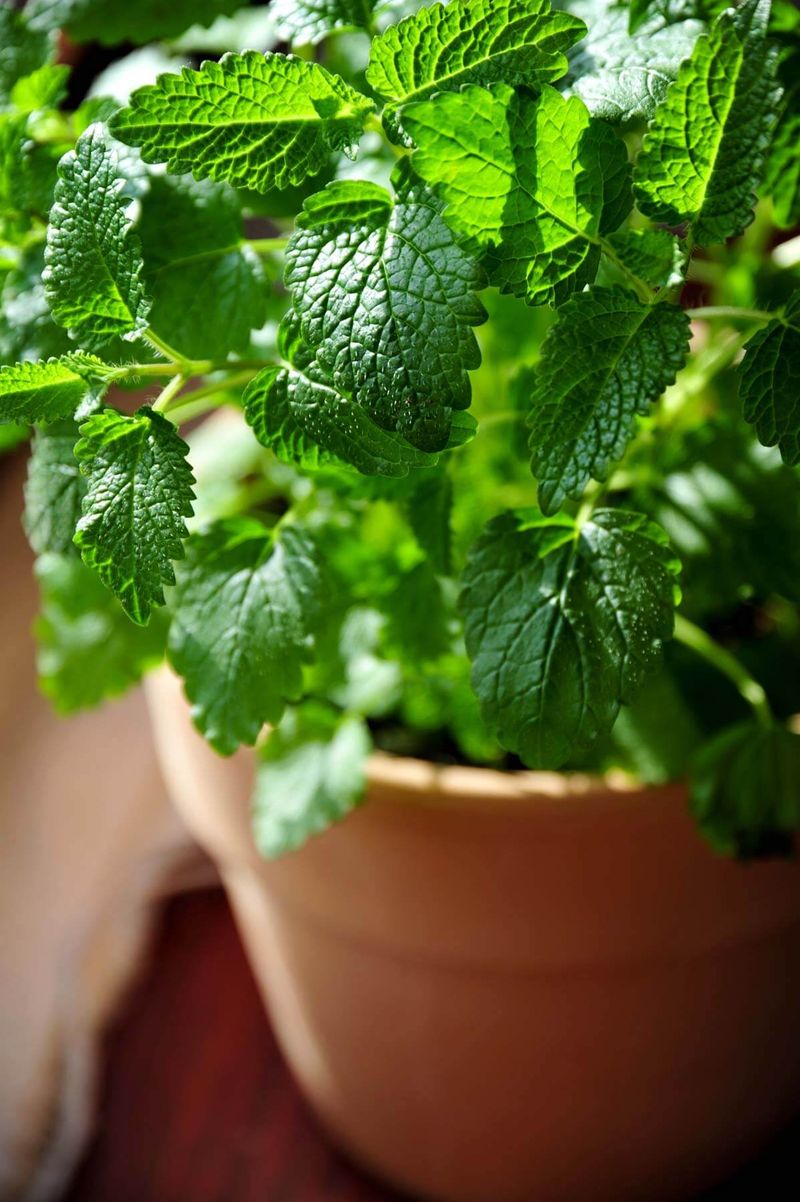 Lemon Balm (Melissa officinalis)