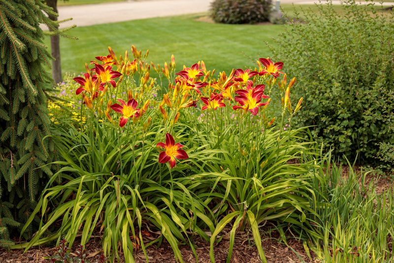 Daylilies Are Not Always Low-Maintenance