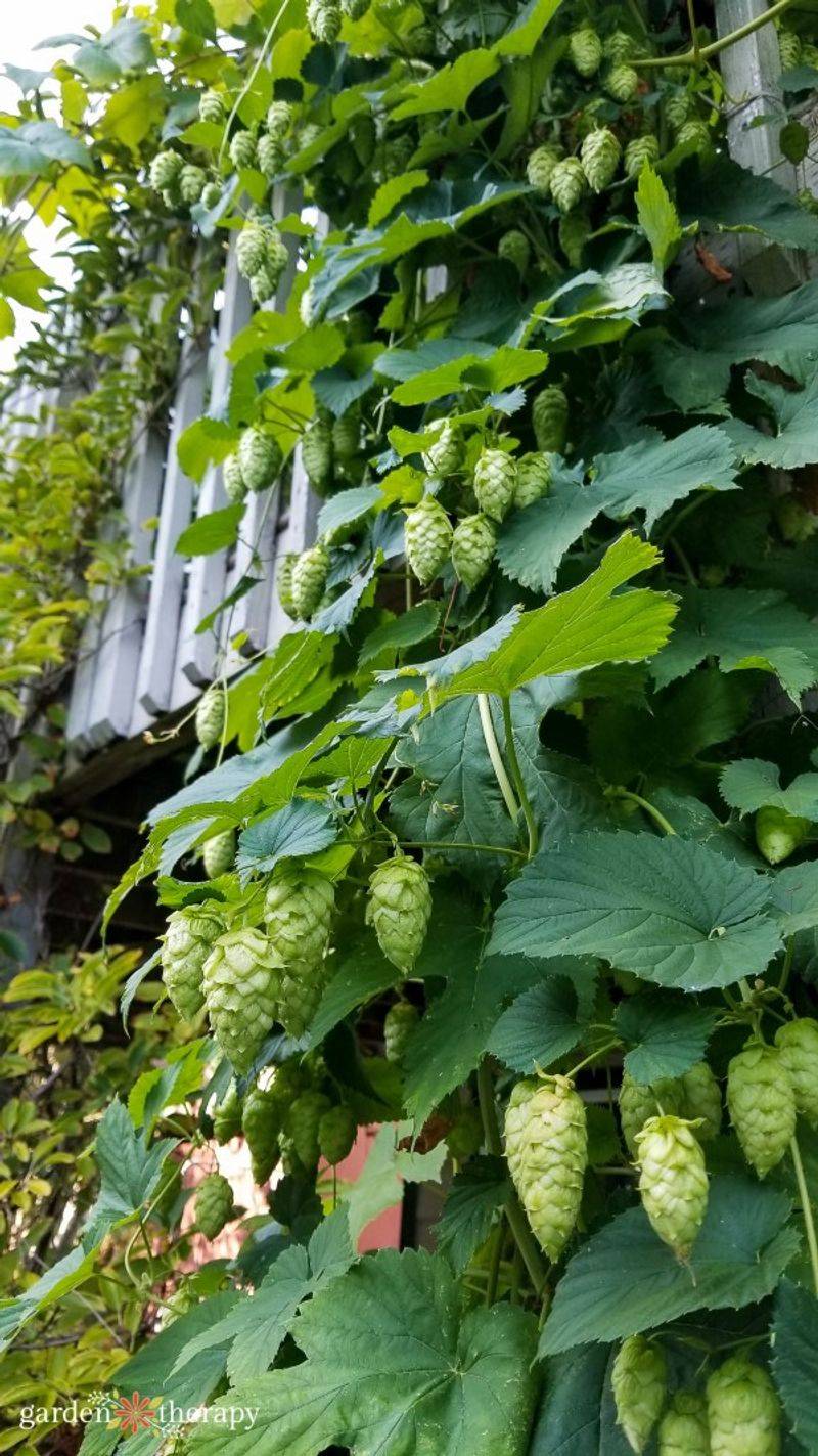 Hops Vine