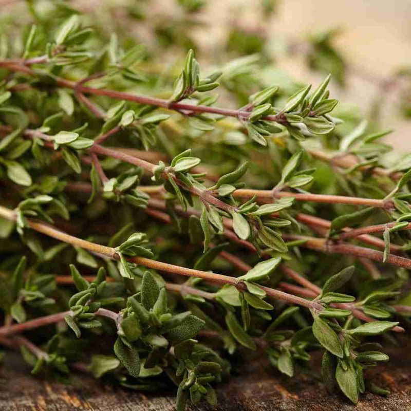 Thyme