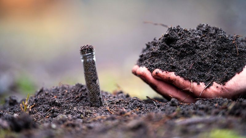 Mistake 2: Poor Soil Quality