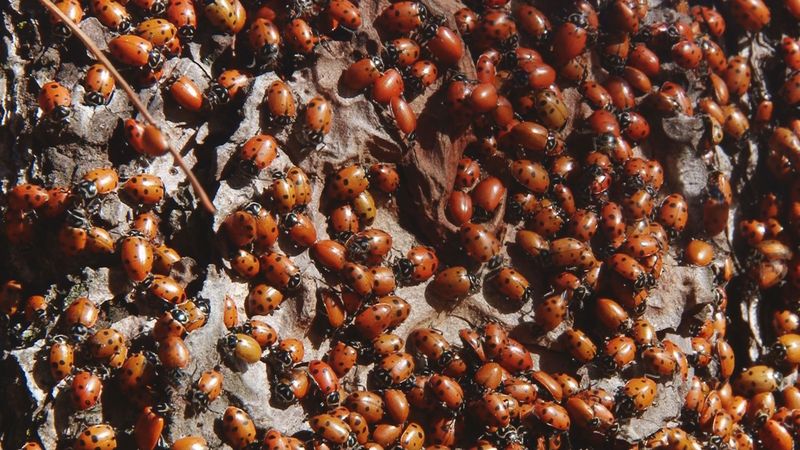 Mistake 13: Ignoring Local Regulations