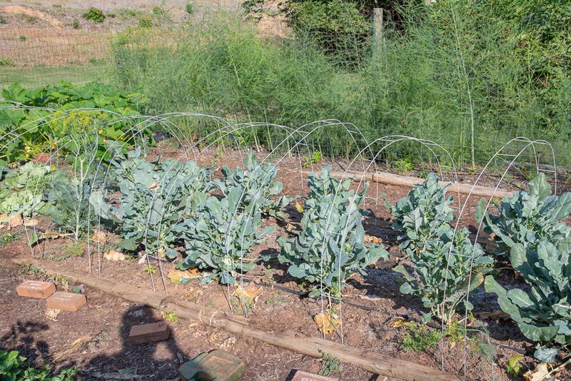 Mistake 17: Failing to Plan for Successive Planting