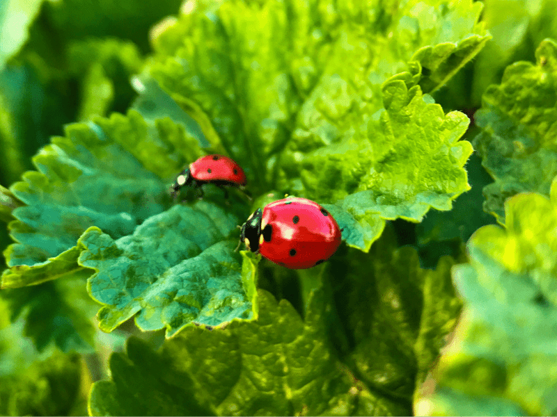 Mistake 3: Overcrowding the Garden