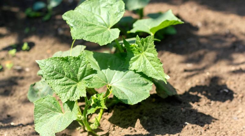 Mistake 5: Planting Too Early or Late