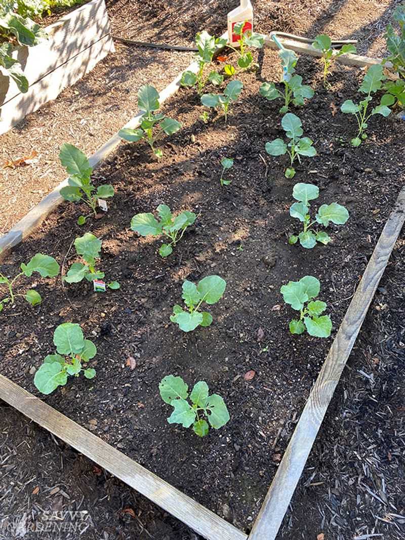 Mistake 6: Overcrowding Plants