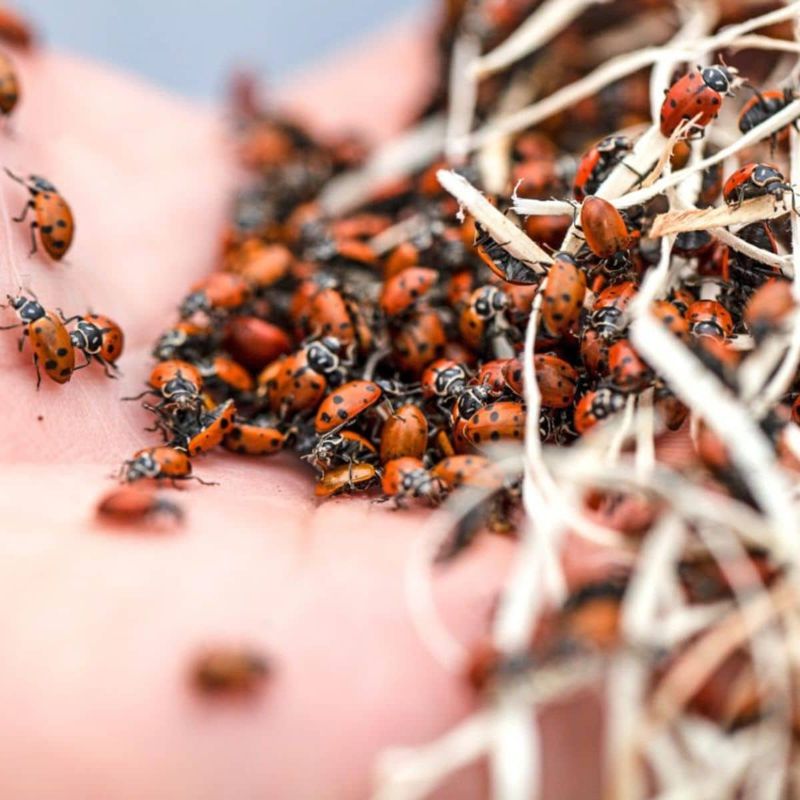 Mistake 6: Releasing in Unfavorable Seasons