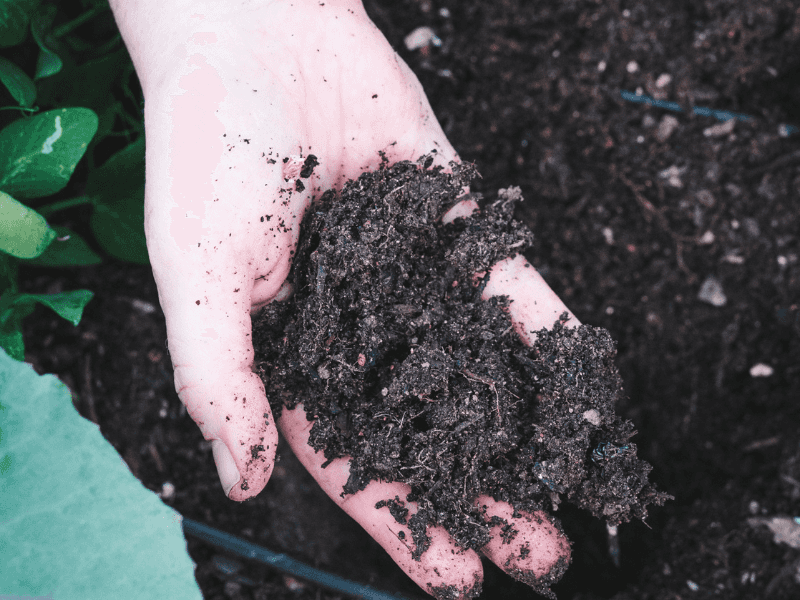 Mistake 7: Neglecting Fertilization