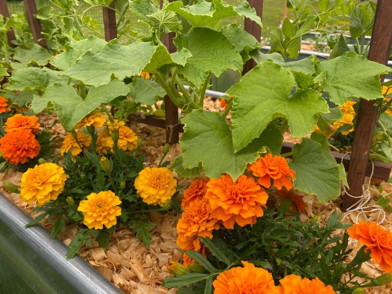 Companion 1: Marigolds