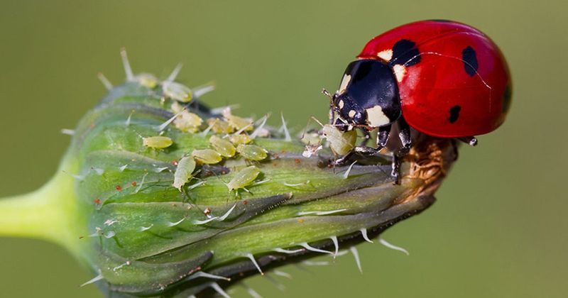 Mistake 10: Focusing Solely on Ladybugs