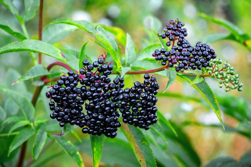 Elderberry (Sambucus spp.)