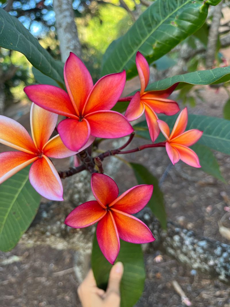 Frangipani (Plumeria)