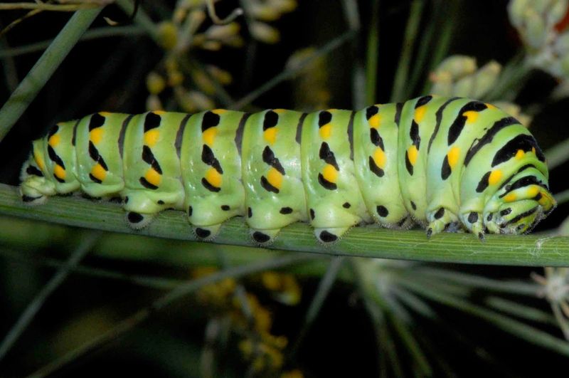 Swallowtail Caterpillar